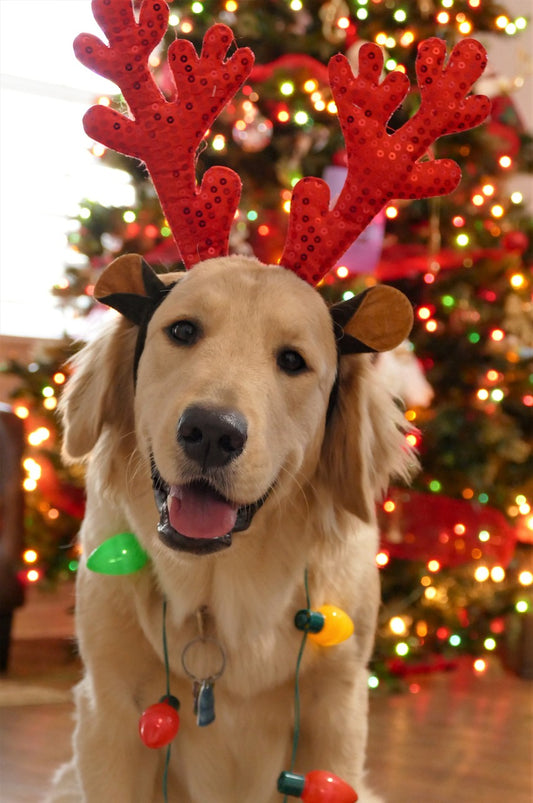 Les Aliments à Donner à son Chien Pendant les Fêtes de Fin d’Année