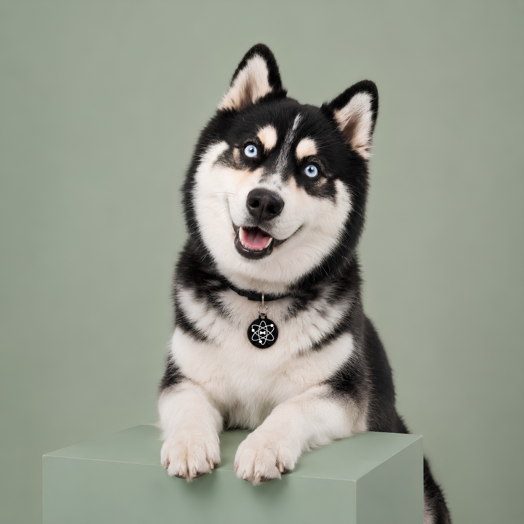 Husky noir et blanc aux yeux bleus portant une médaille FurryID motif atome #atome