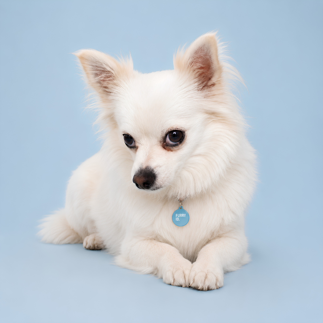Chien blanc au poil long portant une médaille FurryID ronde bleue #bleu