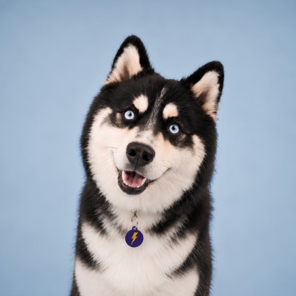 Husky souriant aux yeux bleus portant une médaille FurryID motif éclair jaune #éclair
