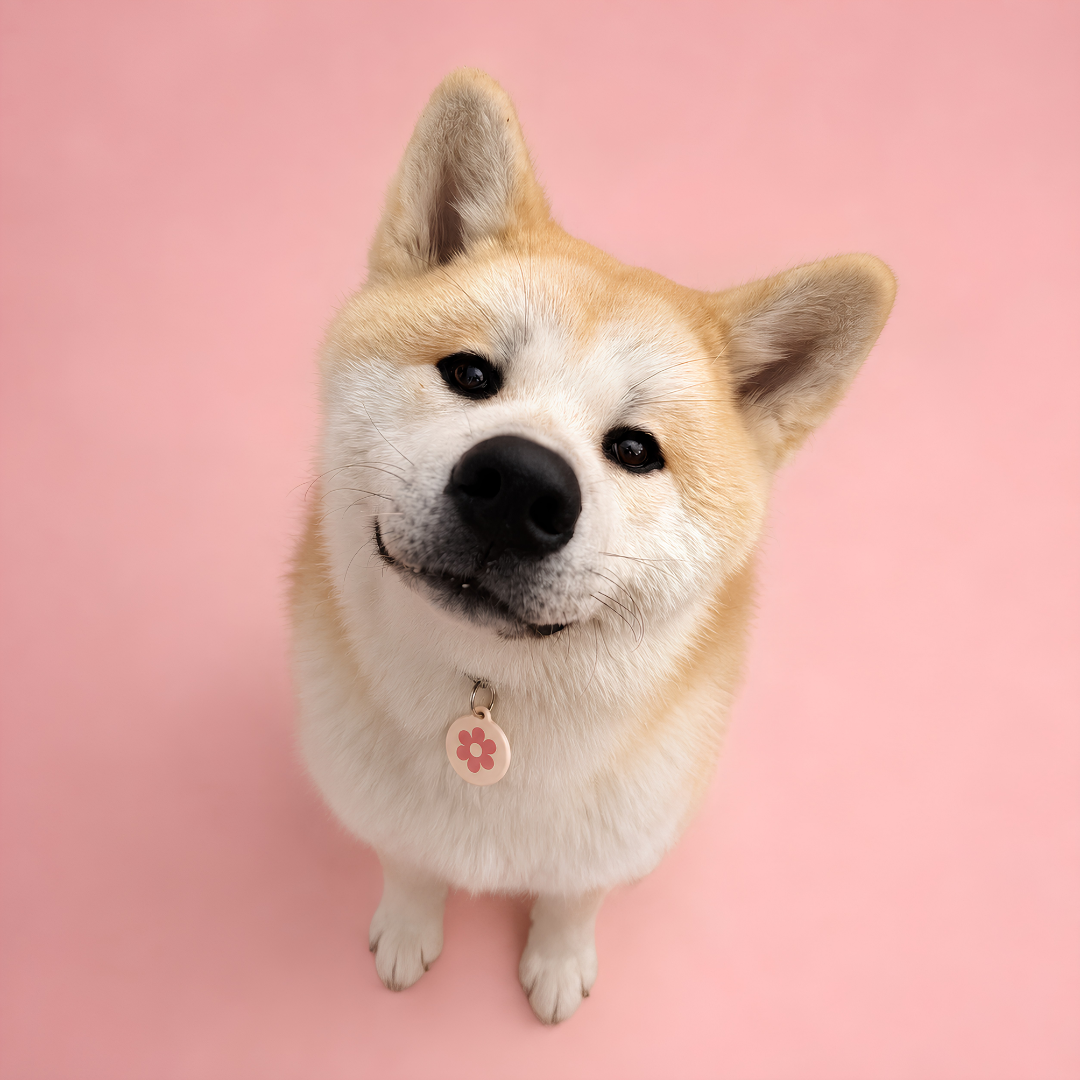 Shiba Inu souriant portant une médaille FurryID motif fleur rose #fleur