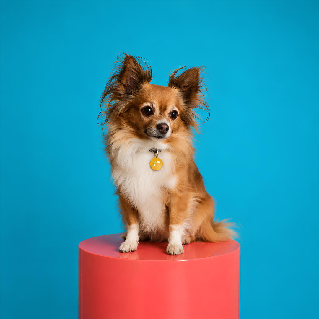 Chihuahua à poil long assis sur un piédestal rouge, médaille FurryID jaune #jaune