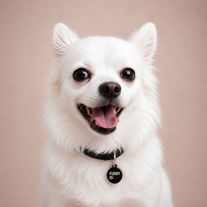 Portrait d'un spitz blanc souriant portant une médaille FurryID noire #noir