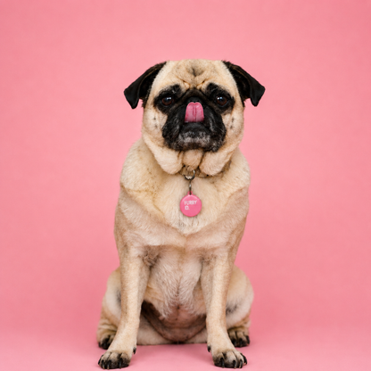 Carlin (pug) assis portant une médaille FurryID ronde rose #rose