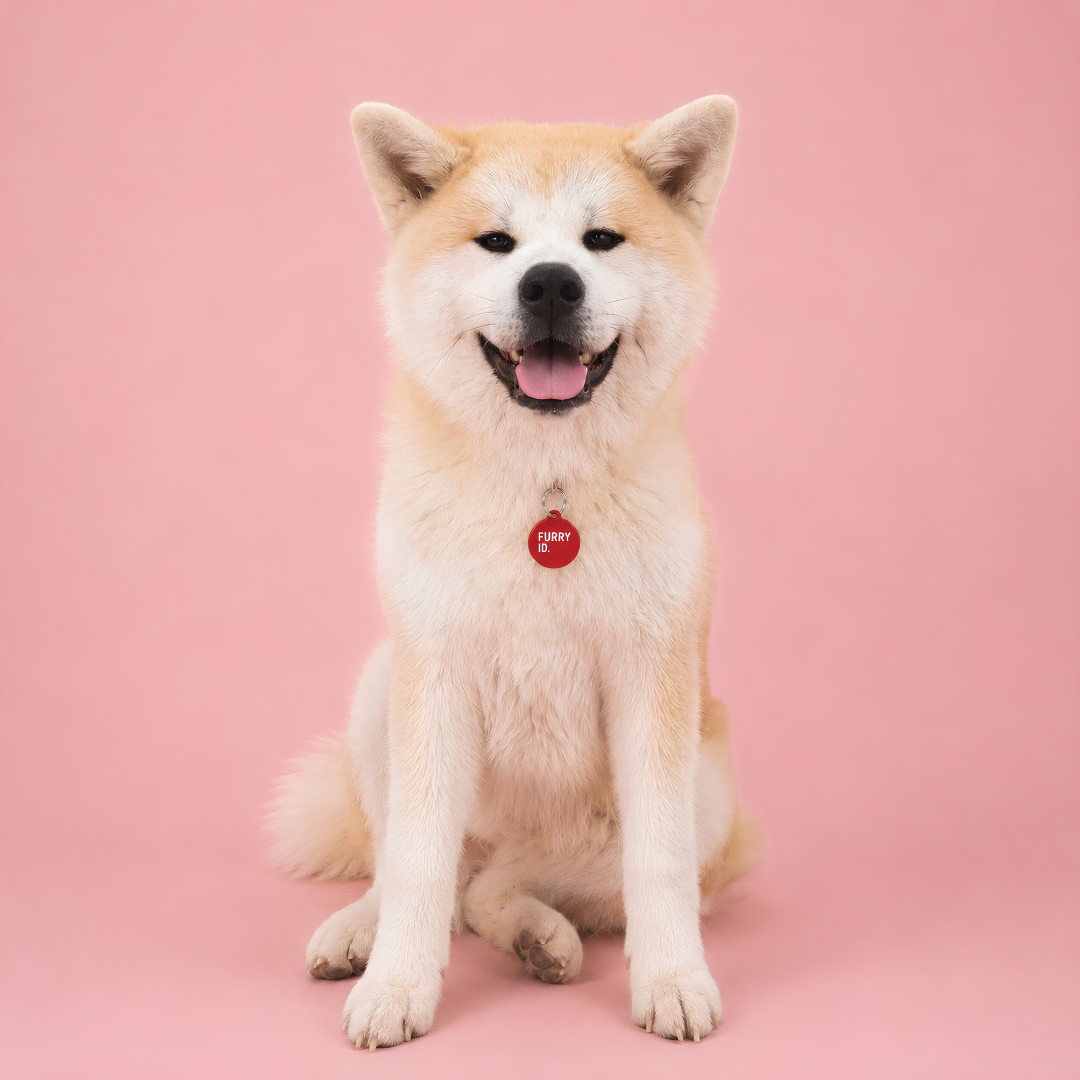 Akita Inu souriant assis portant une médaille FurryID rouge #rouge