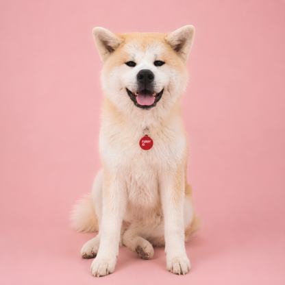 Akita Inu souriant assis portant une médaille FurryID rouge #rouge