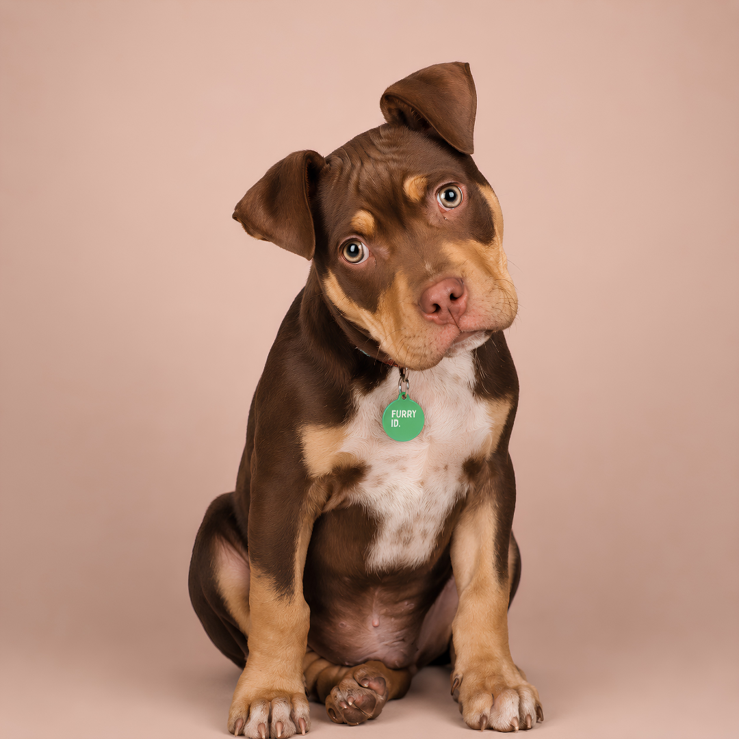 Chiot croisé américain portant une médaille FurryID verte #vert